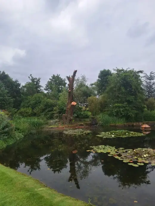 Pond and trees at a tree removal site