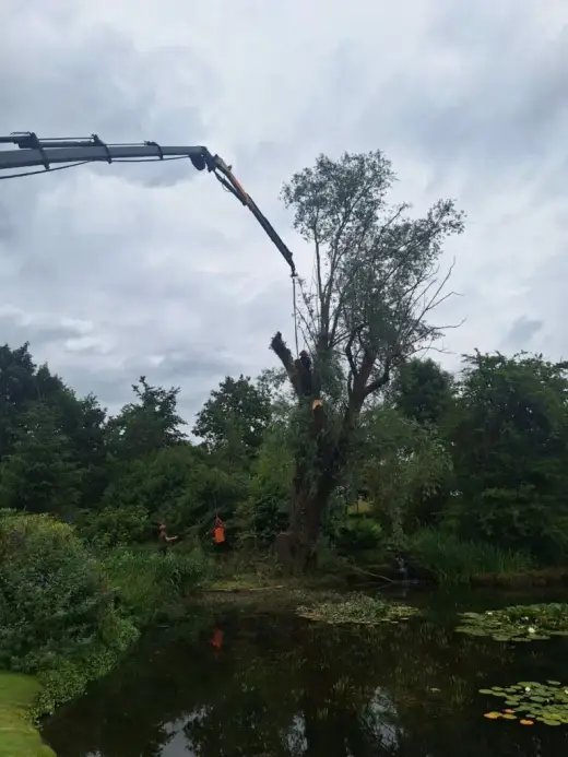Crane lifting tree sections beside a pond