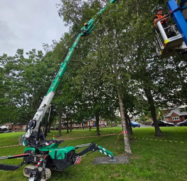 Spider crane lifting beside a tree canopy
